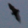 120x120_202558