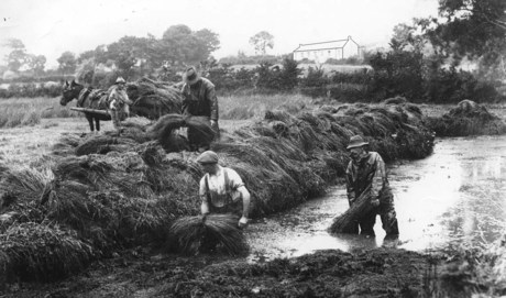 Working in the Flax Hole, Co. Down  [Photo:  ]
