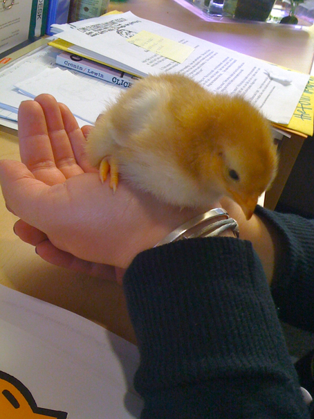 Baby chick on the library reference desk