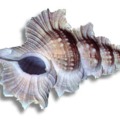 120x120_5236841