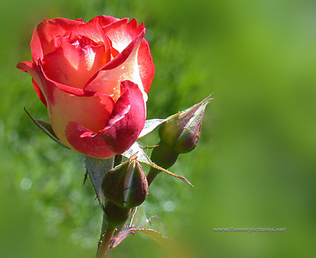 (TSO-64) The Revelation of God’s Grace