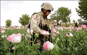 US soldier in opium field, Afghanistan [Photo: ]