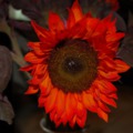 120x120_1697847