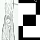 130x130_7663859