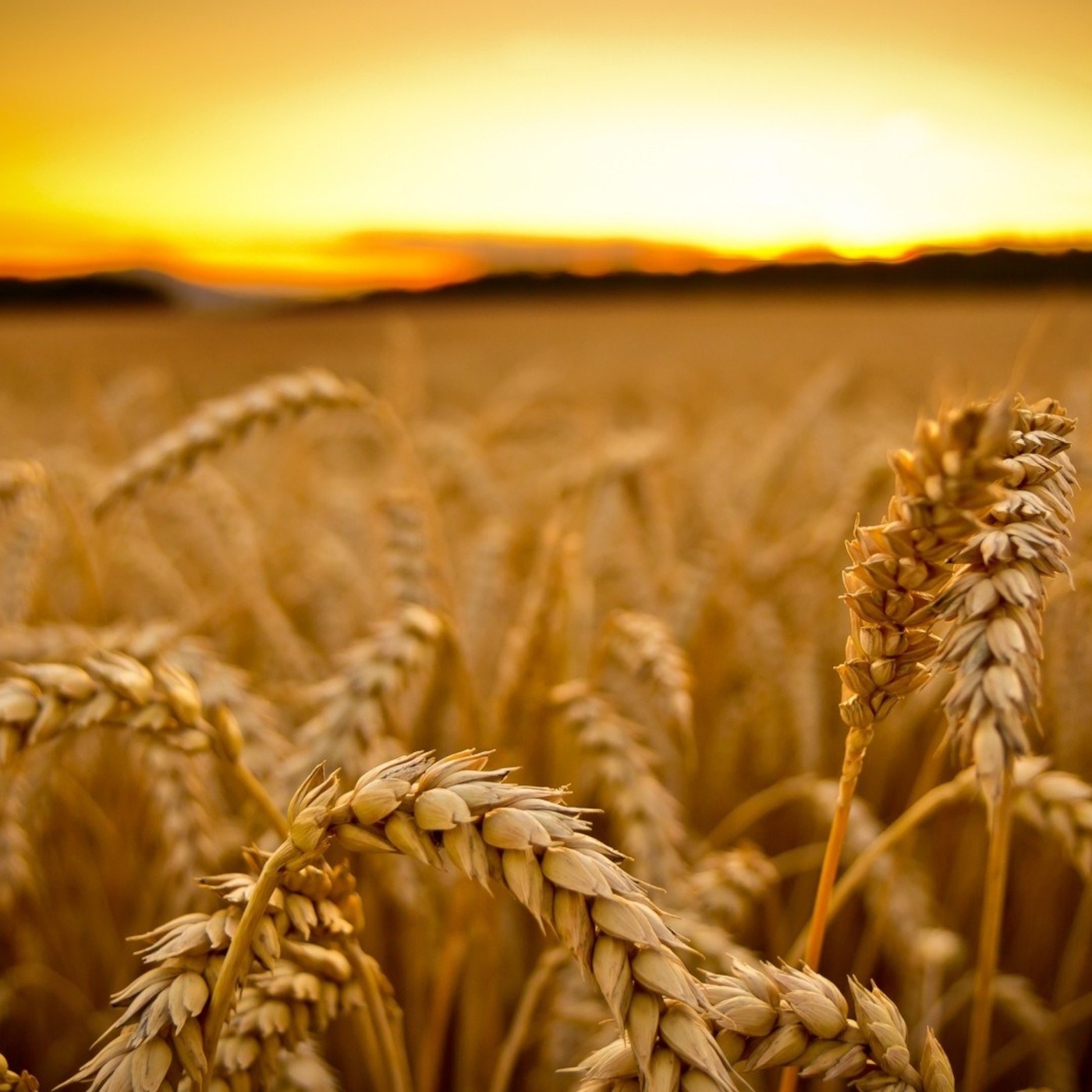 The Secret to Your Harvest