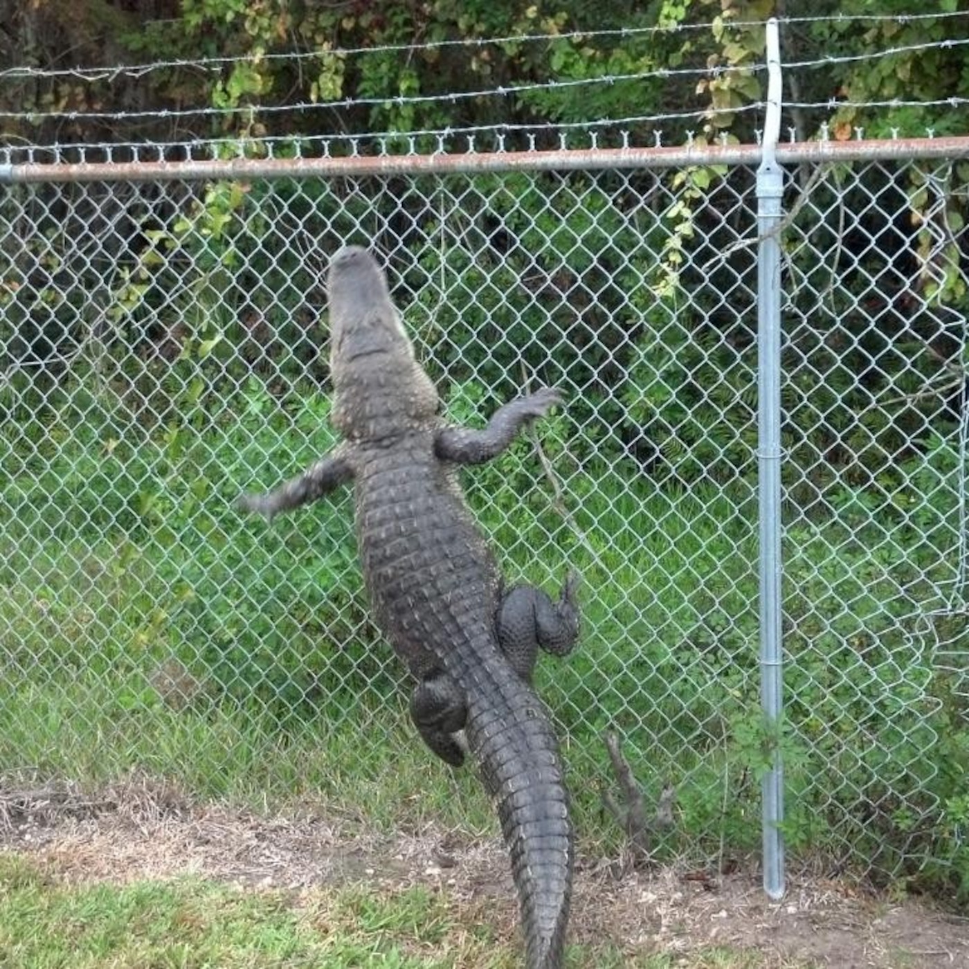 Denverb Chain Link Fence 36 Live