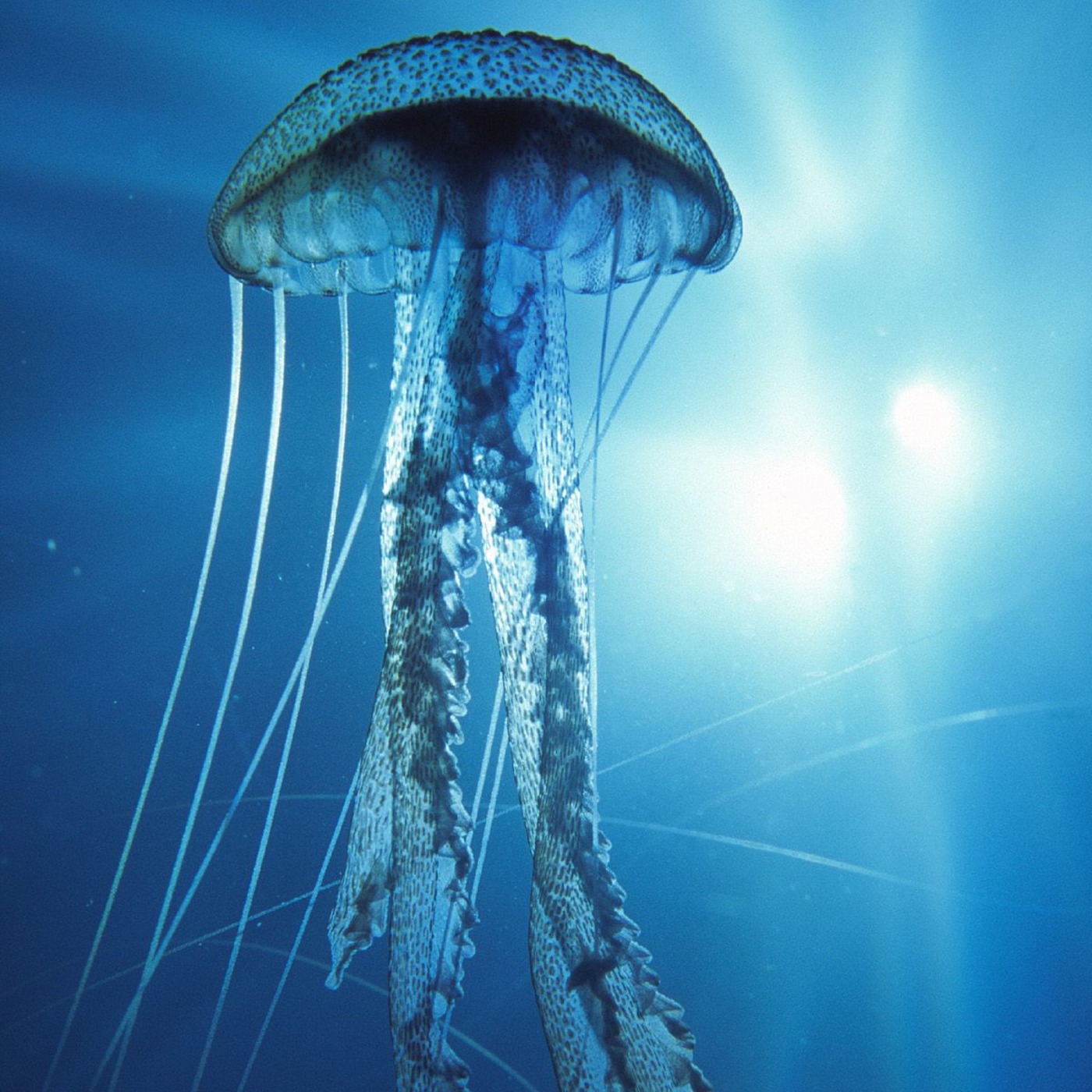 Jelly Jive