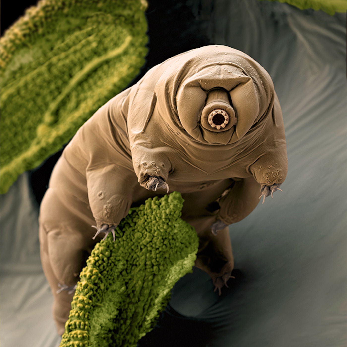 Creature Wars