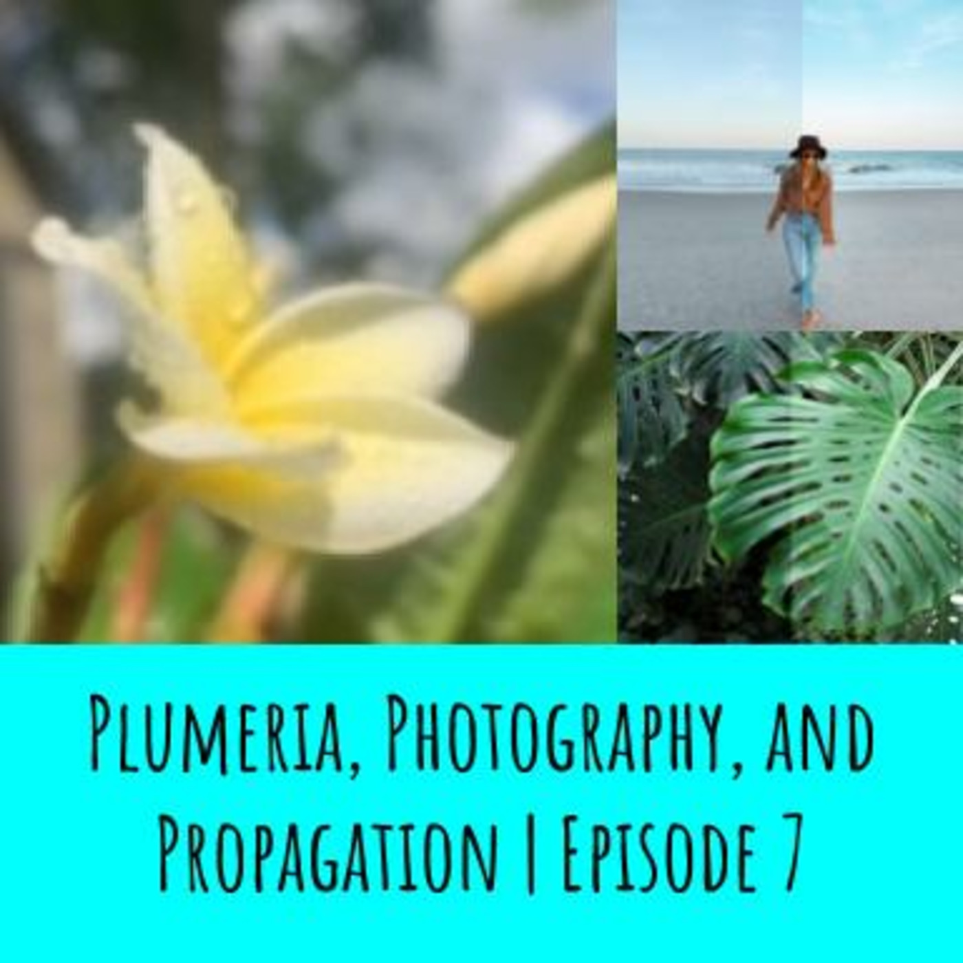 Plumeria, Photography, and Propagation | Episode 7