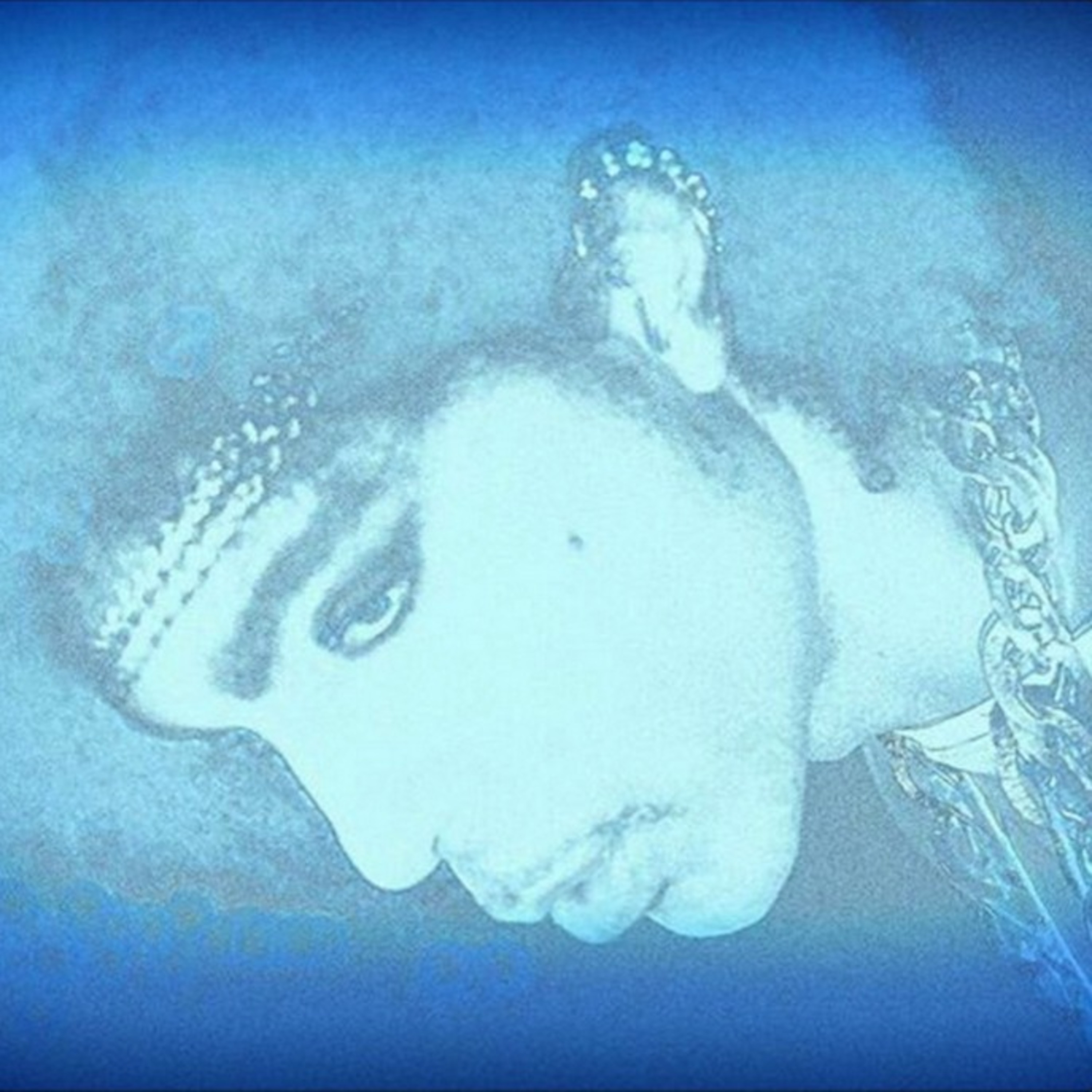 The Purple Bootlegs