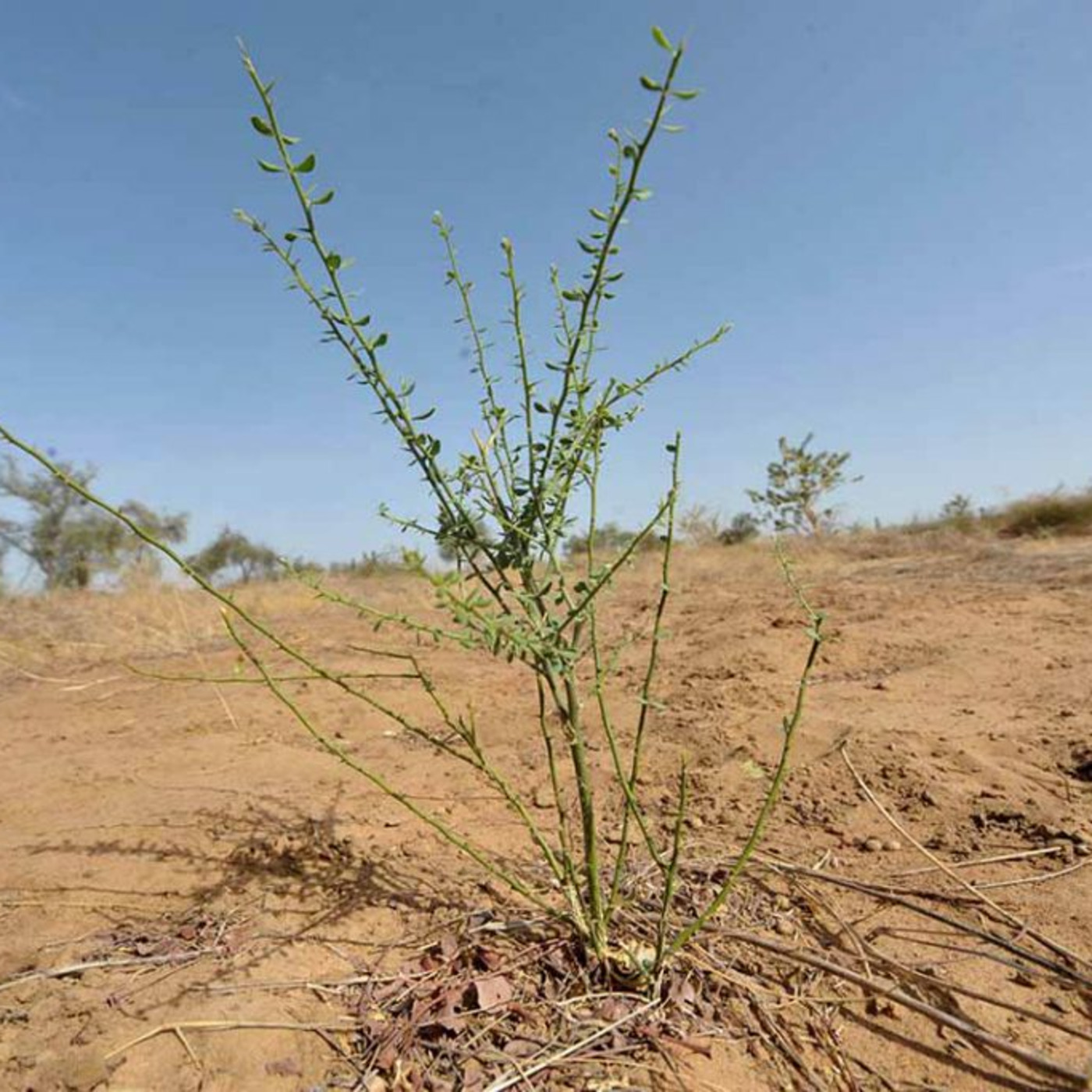 Episode 6: Africa's green wall: Between a rock and a hard place