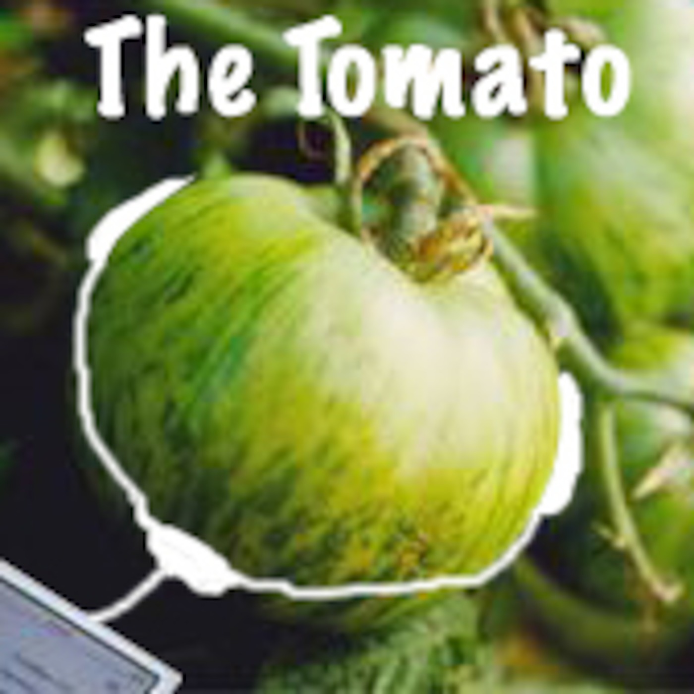 The Tomato