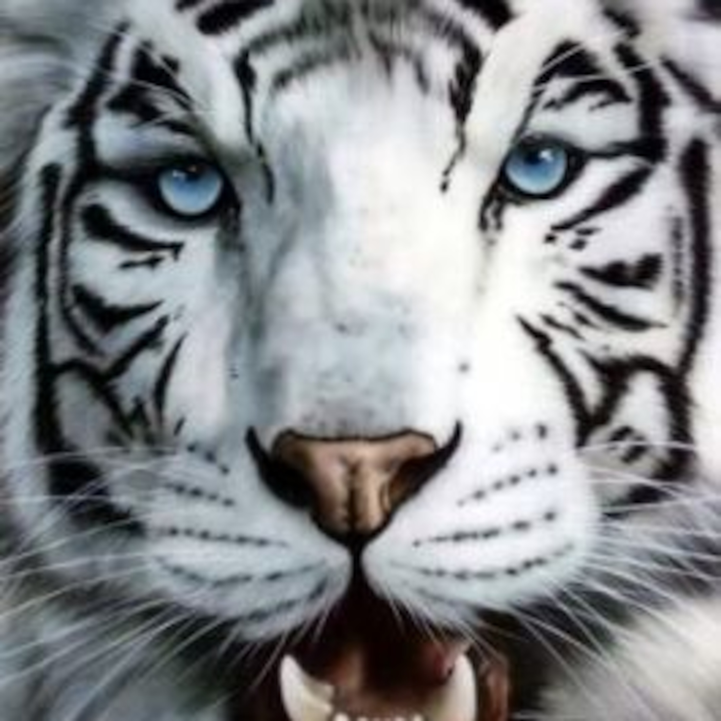 TigerHawk Radio