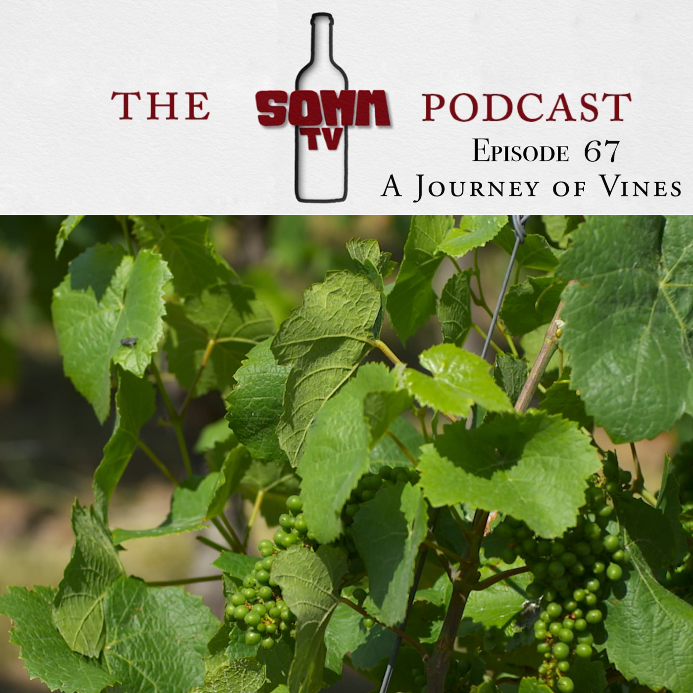 Episode 67: A Journey of Vines