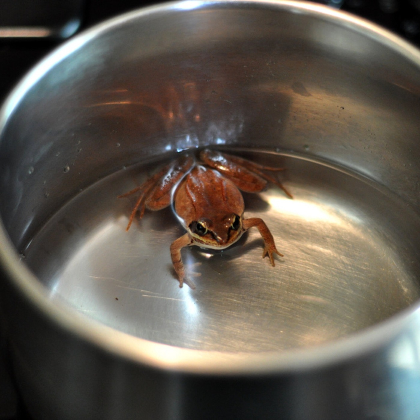 FROG IN A POT episode artwork