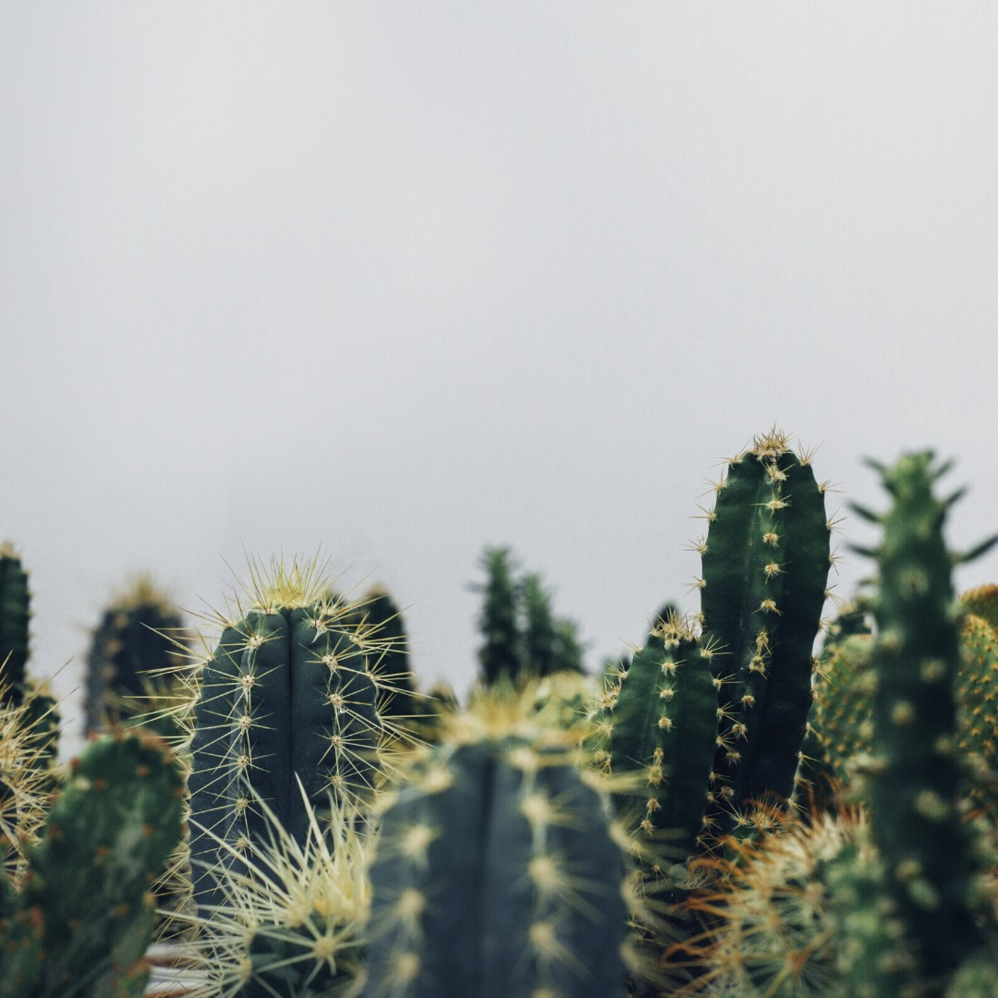 March 1 - Hugging a Cactus: F2F