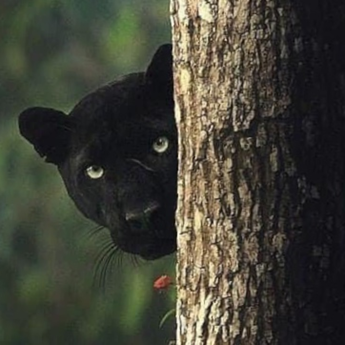 Hand to Mouth Sound Theatre