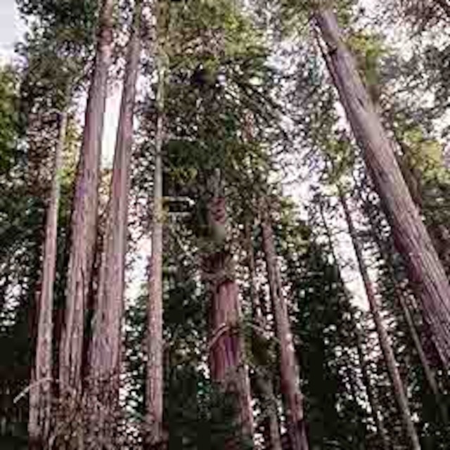Behind The Redwood Curtain