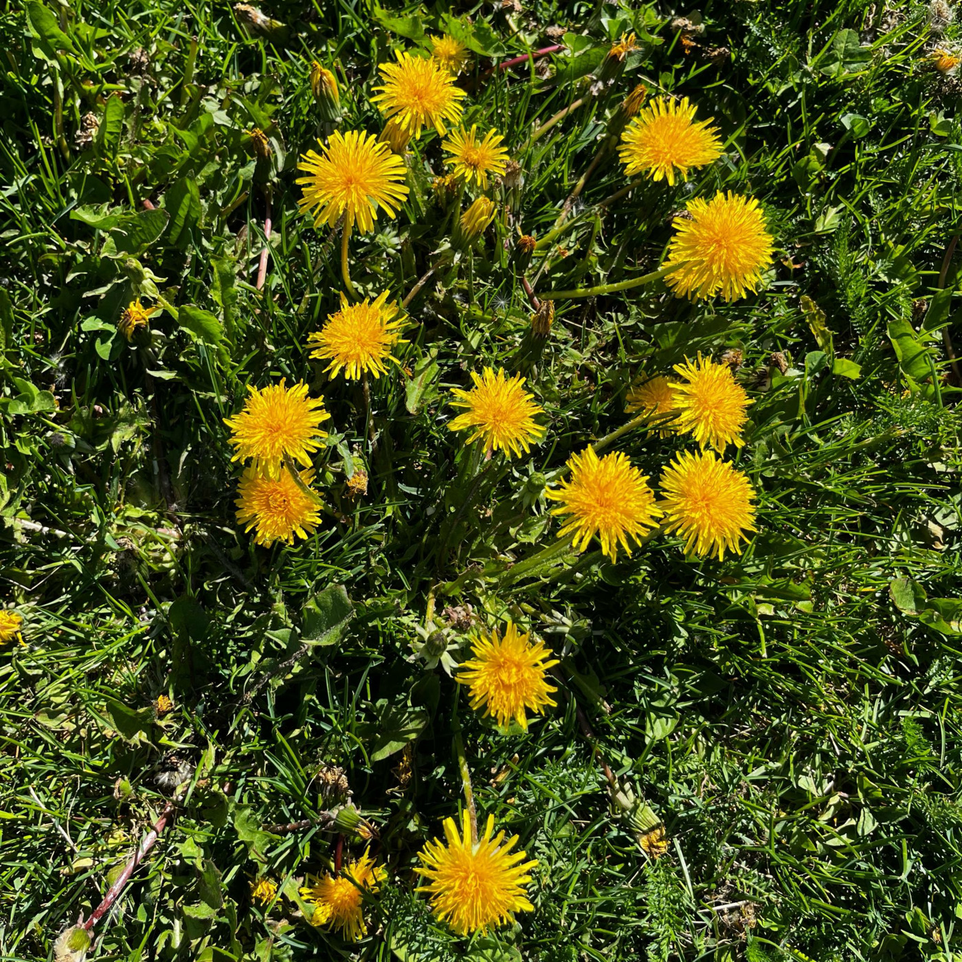 JanssonHultén\'s Podcast