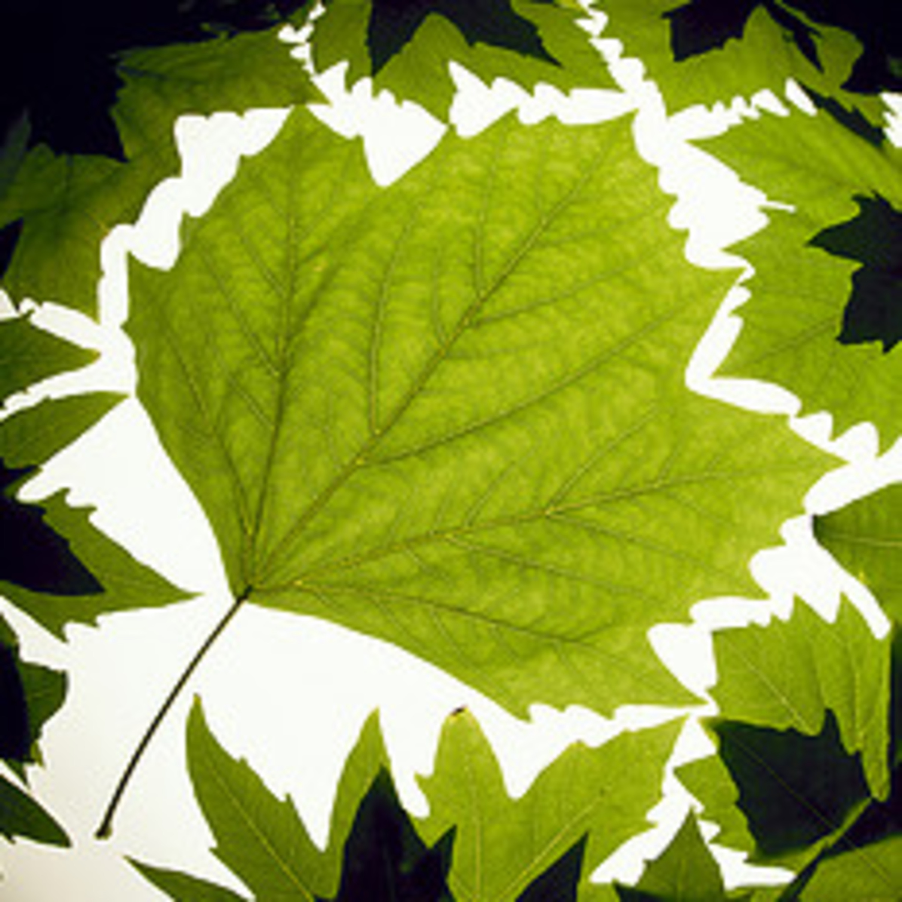 Cool Green