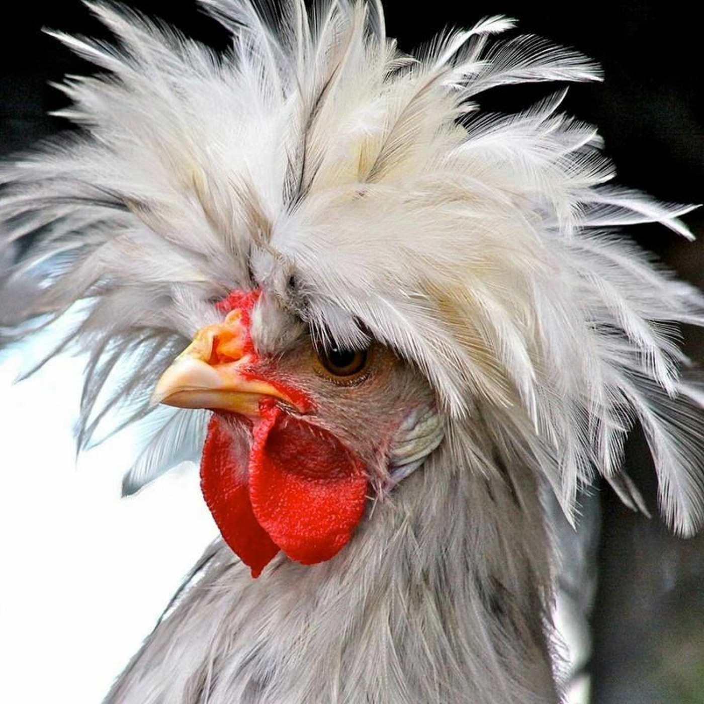 Episode 12: Chicken Run