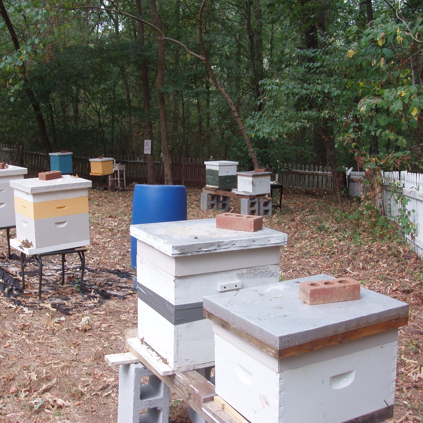 hello from b flat bee farm