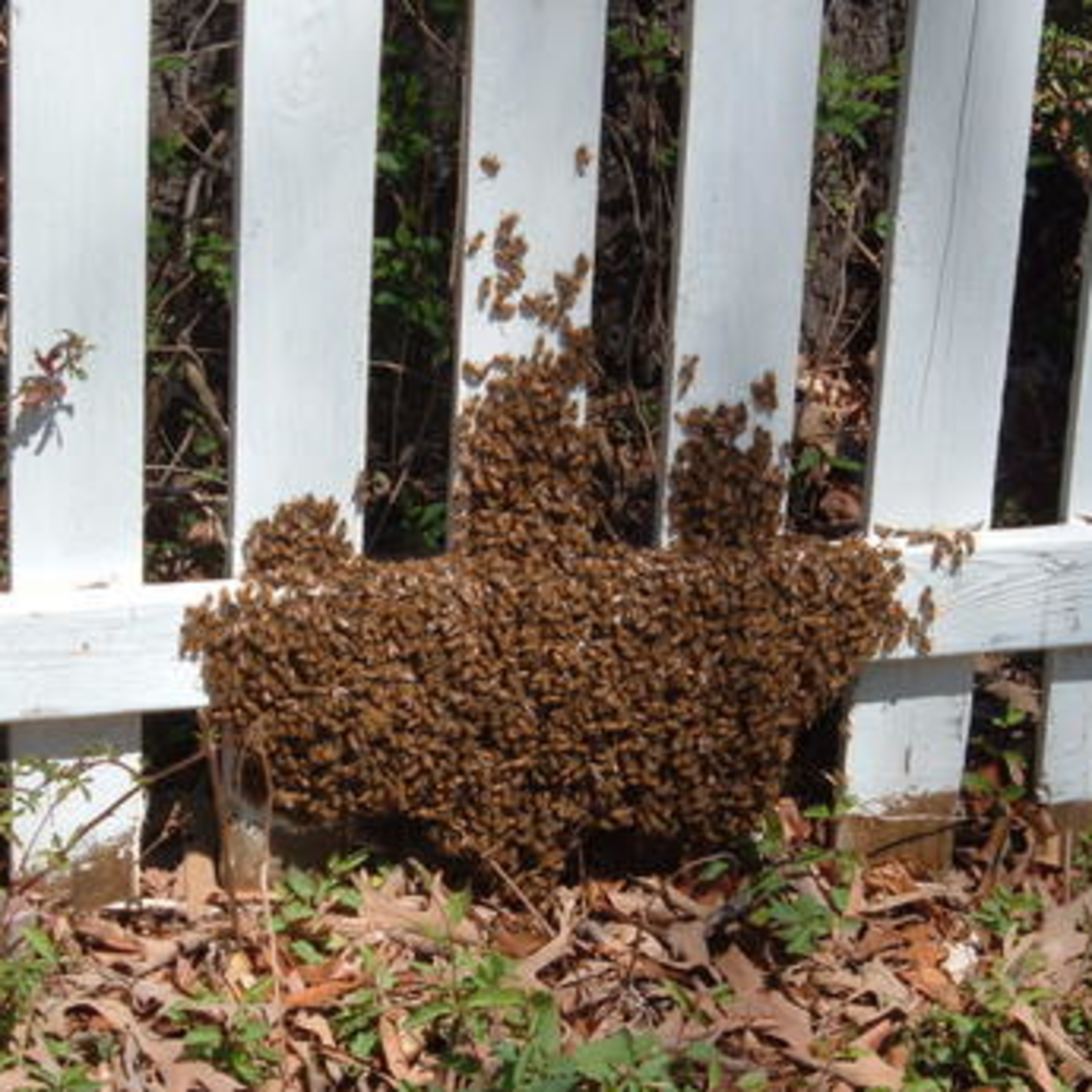 Spring At The Bee Farm