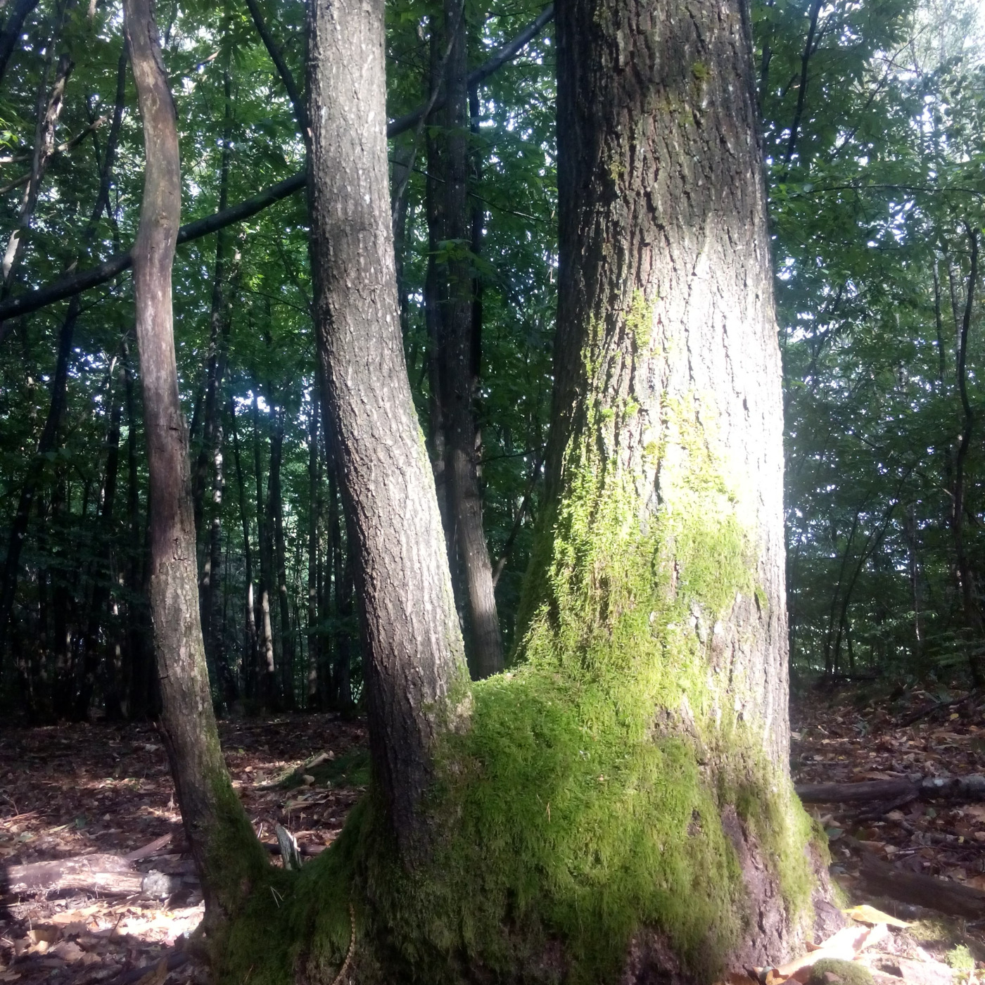Bouddhisme et méditation - www.dailyzen.fr