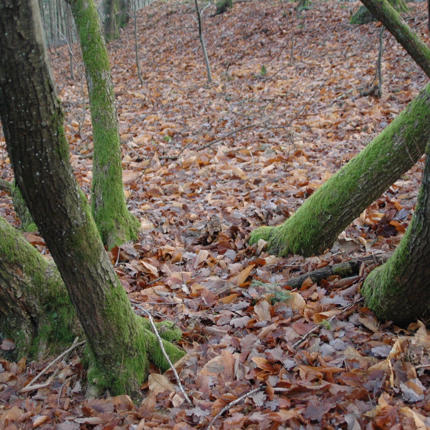 Bouddhisme et méditation - www.dailyzen.fr