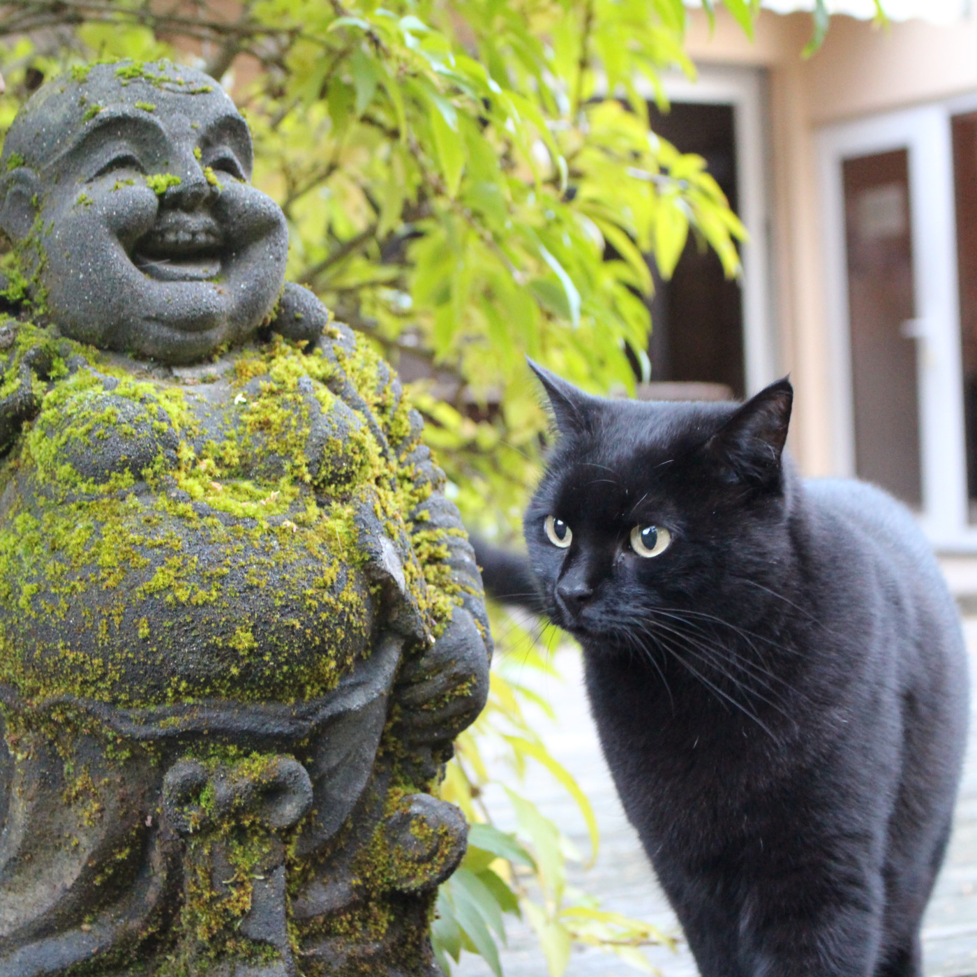 Bouddhisme et méditation - www.dailyzen.fr