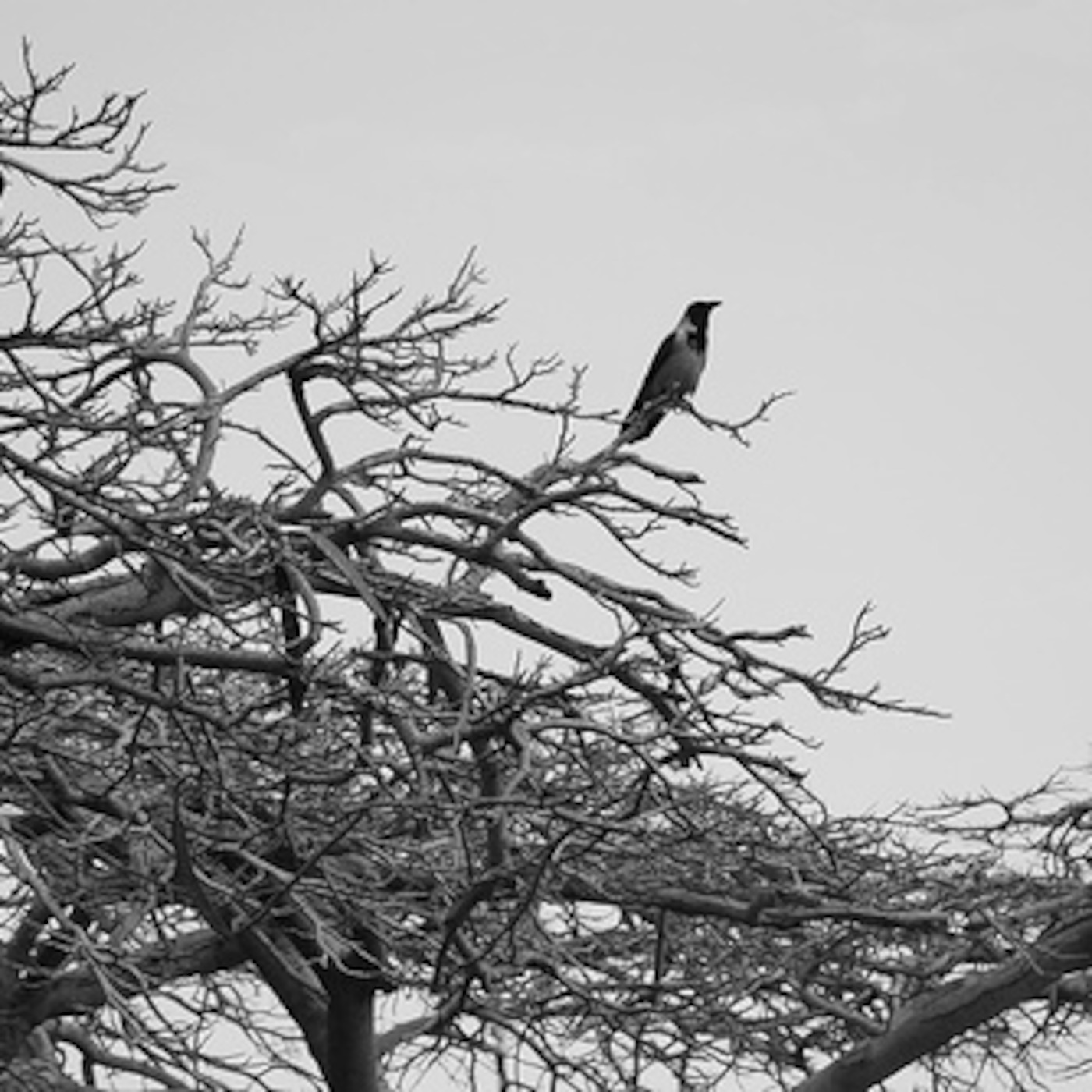 Raven and Wolf
