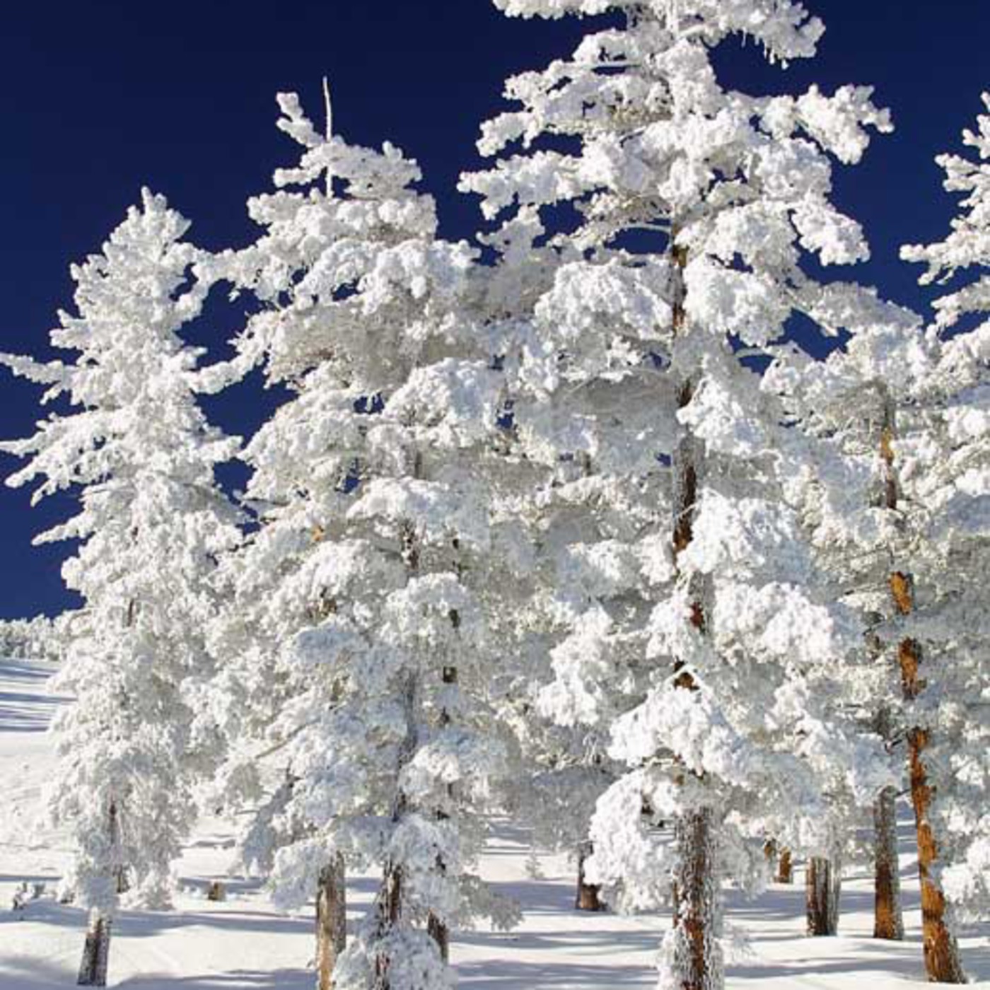 JMS SNOW CAST