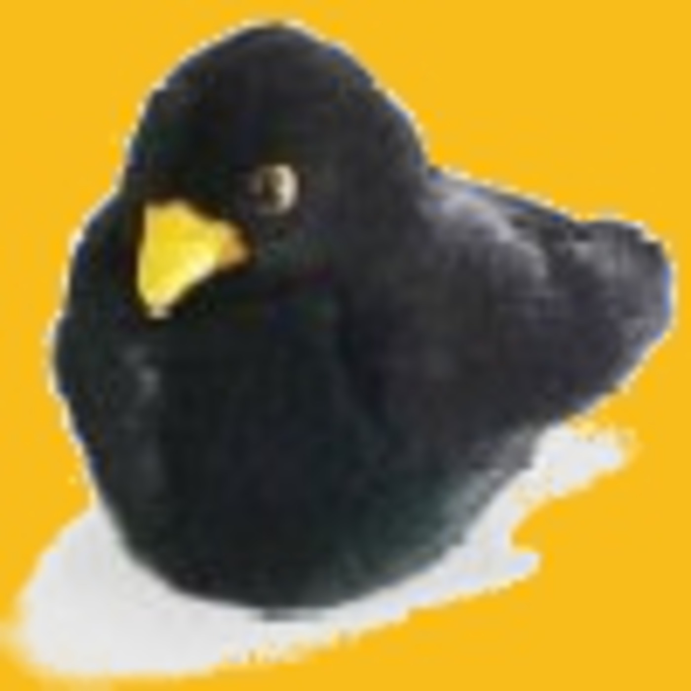 Birdpod Weekly 12th January, 2009 - "Why I enjoy Birdwatching"