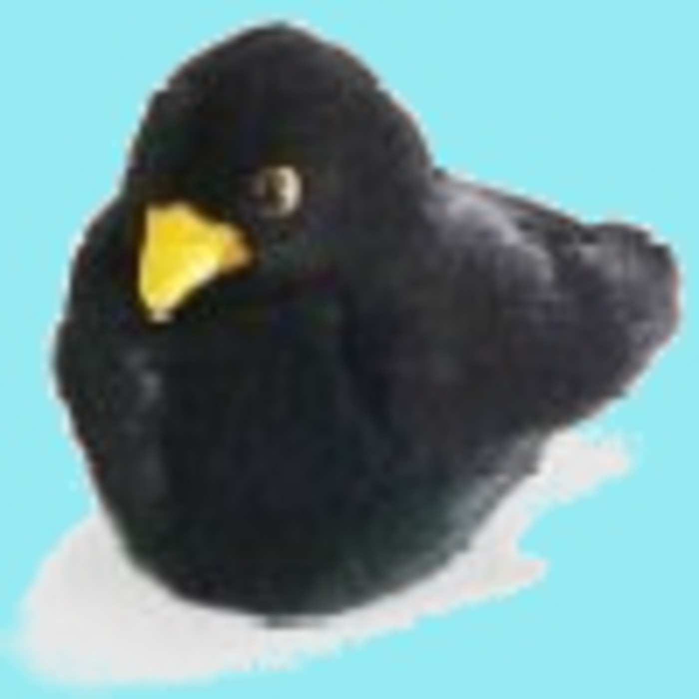 Birdpod Weekly 17th January, 2009 - "Why Do You Like Birdwatching?"