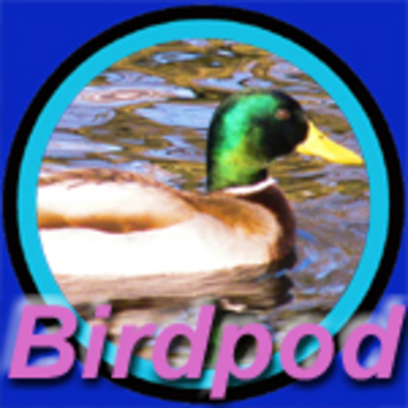 Birdpod Weekly 31st May, 2009 - 