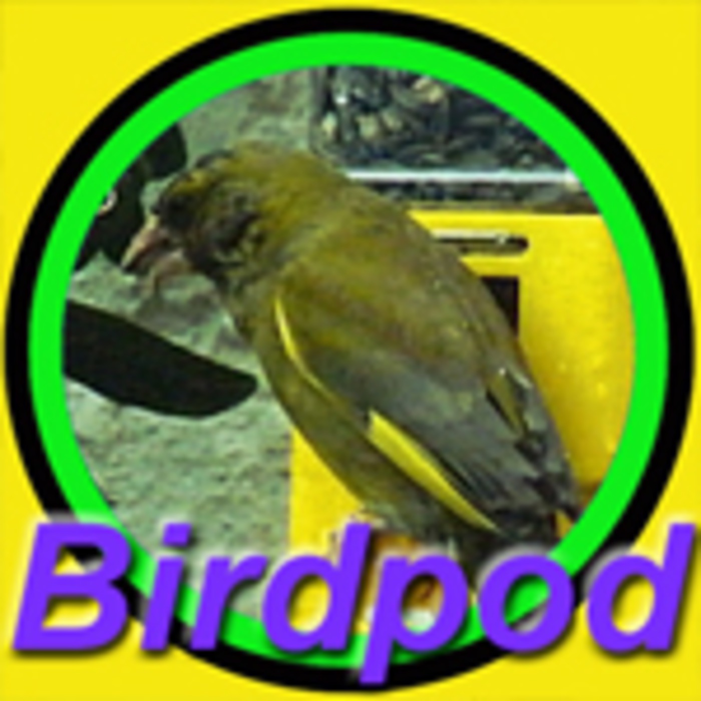 7th June, 2009 - "Finch, Chimps and Mushy Bees!"