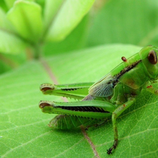 The Crickets Are Listening (Wayward Pines Podcast)