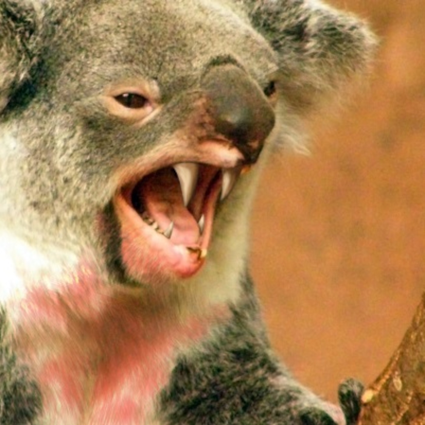 10-2 - Drop Bear