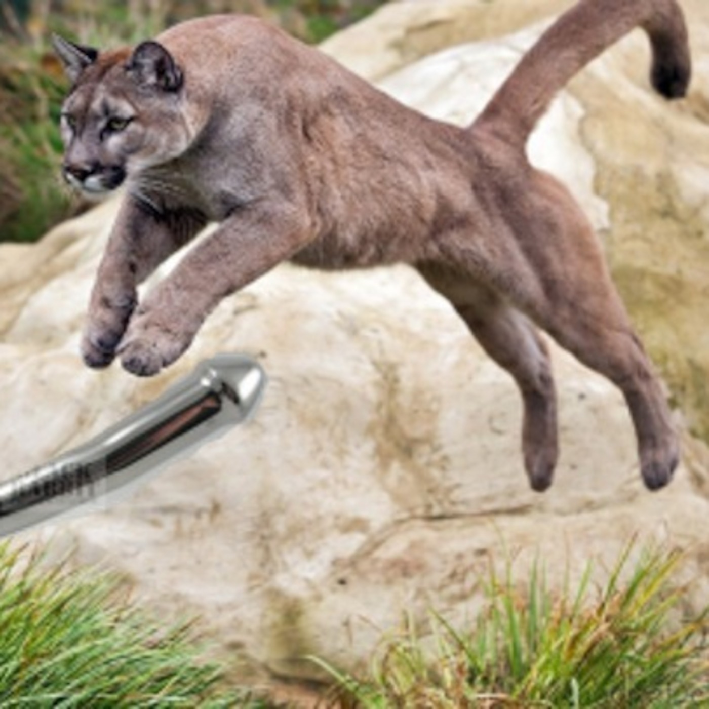 19 - Schools, Tools, and Animal Duels