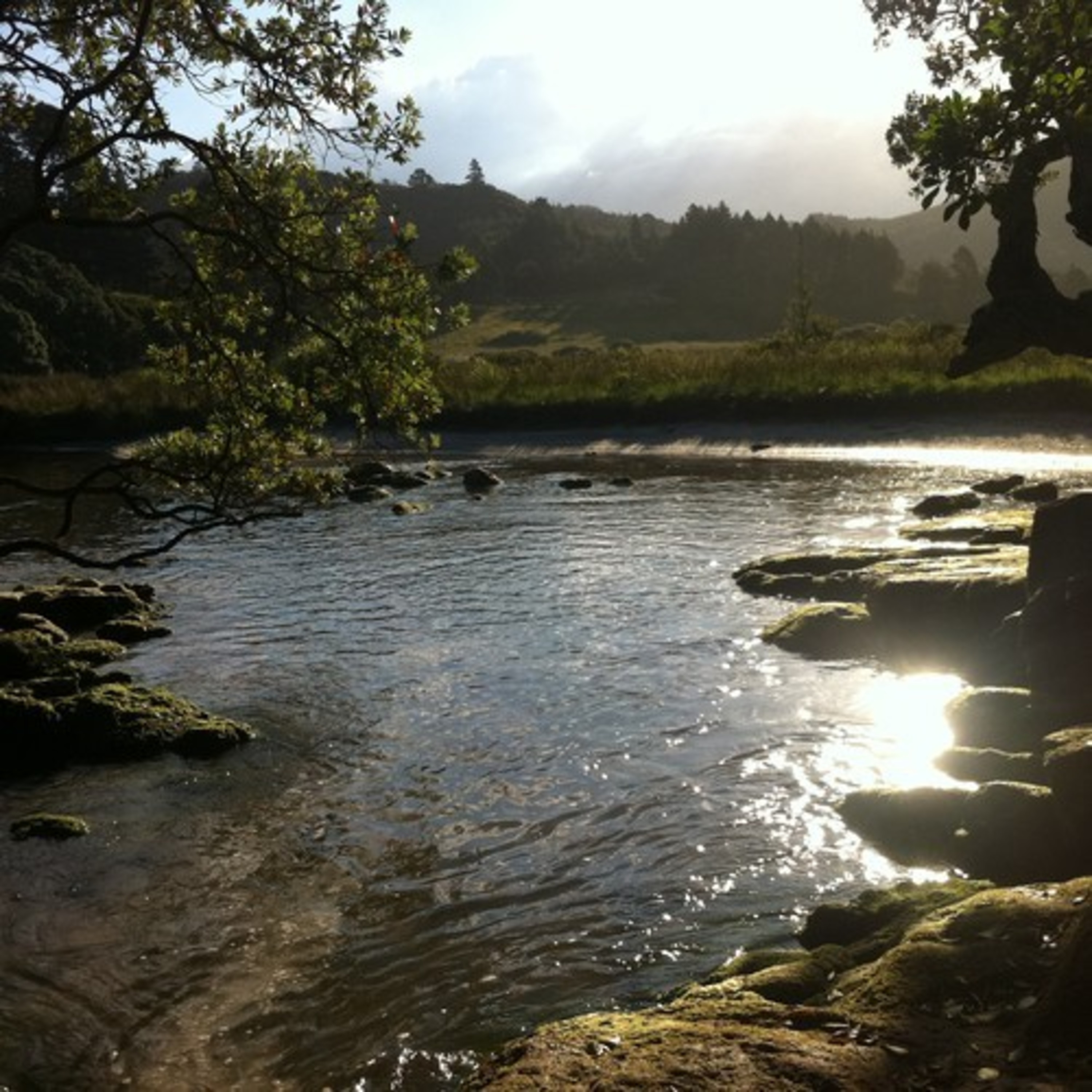Nature Sounds of New Zealand