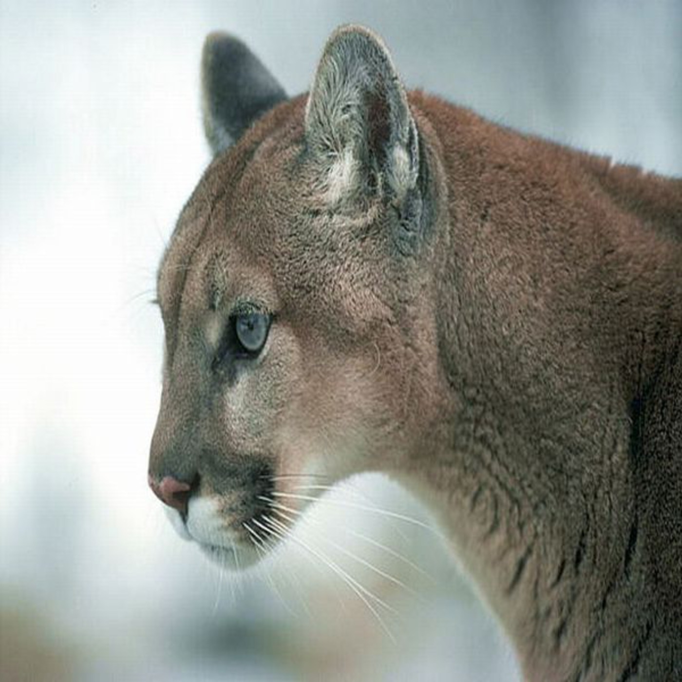 Episode 15 - Puma (The Deafening)