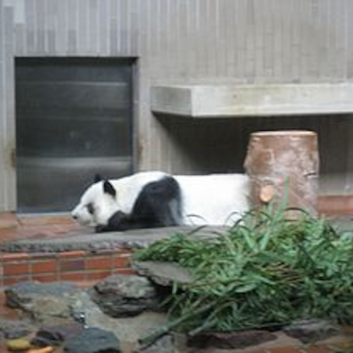 Ling Ling (Giant Panda)