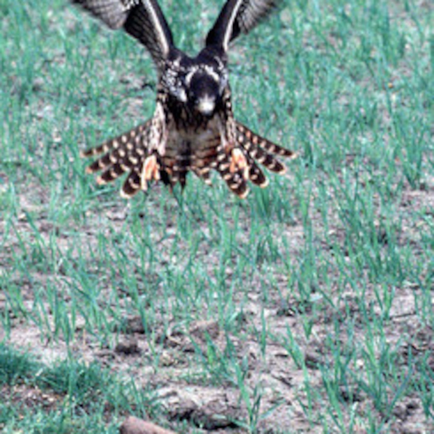 #13 Falconry