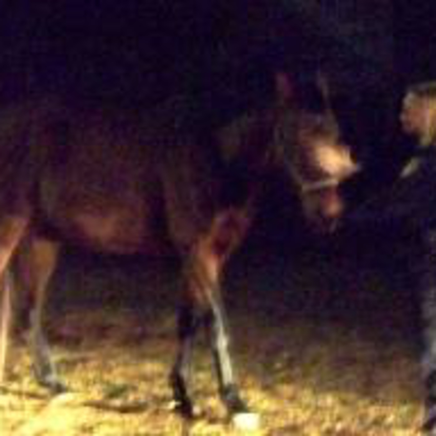 The Seanachie 02 - 'The horse that wouldn't gallop', by Gerry McCullough