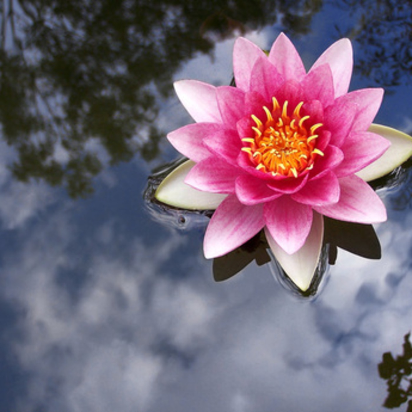 Mother Flower