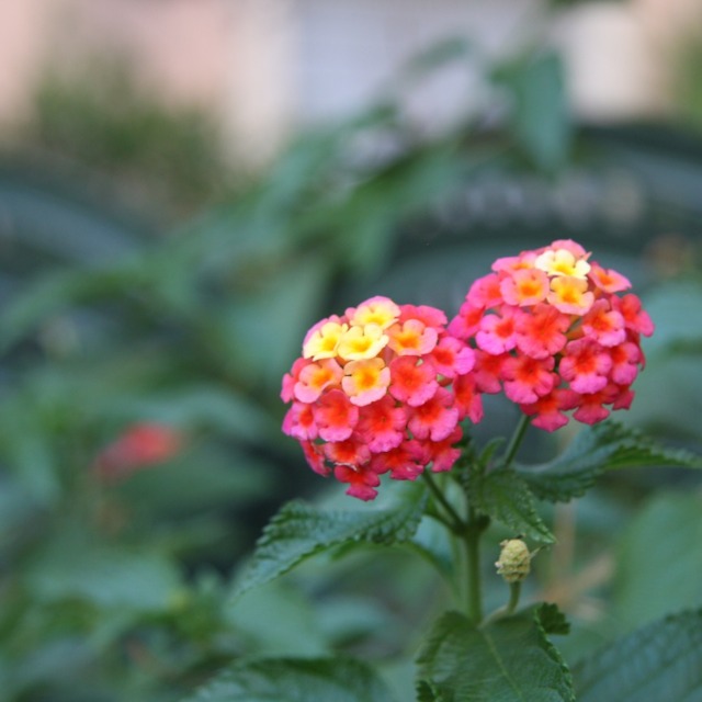 Valeria Palladino's Podcast Page