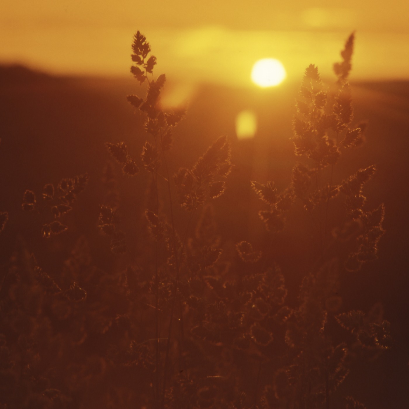 The Parable of the Sower