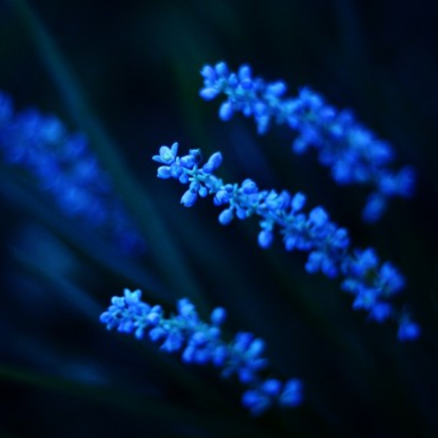 darkblue