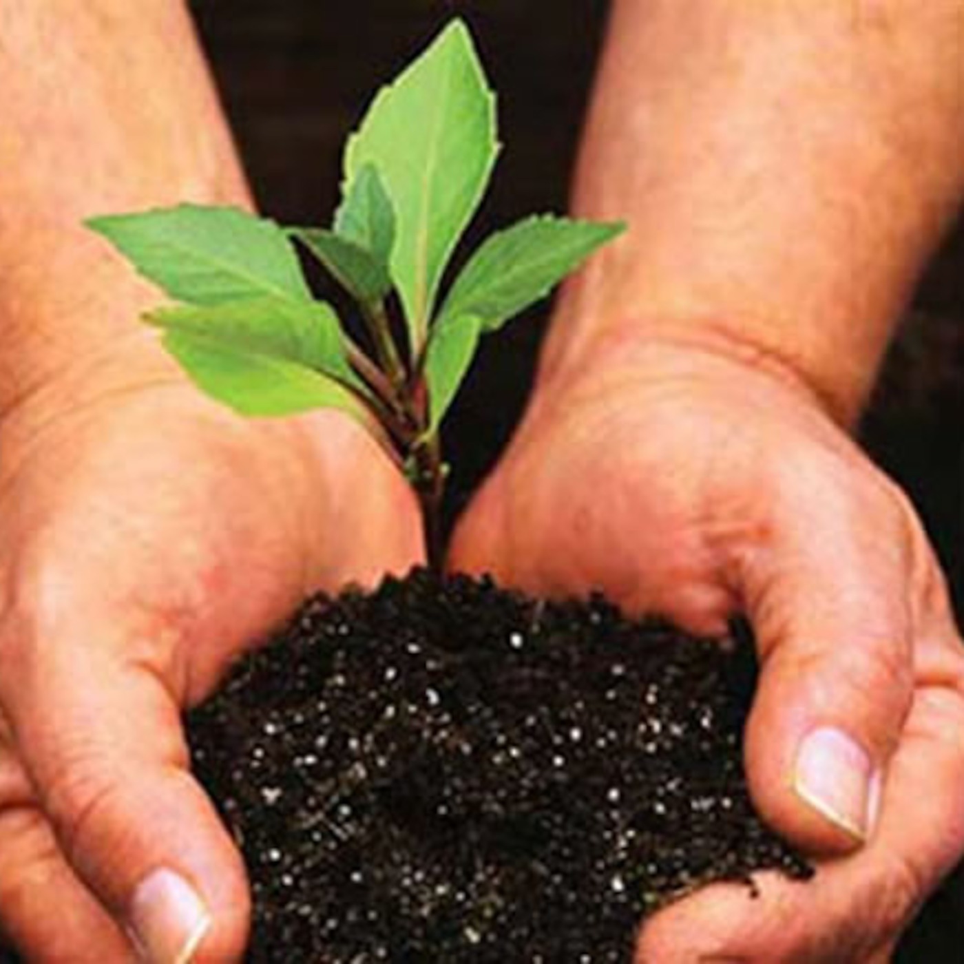 The Road to Emmaus: Plant Life