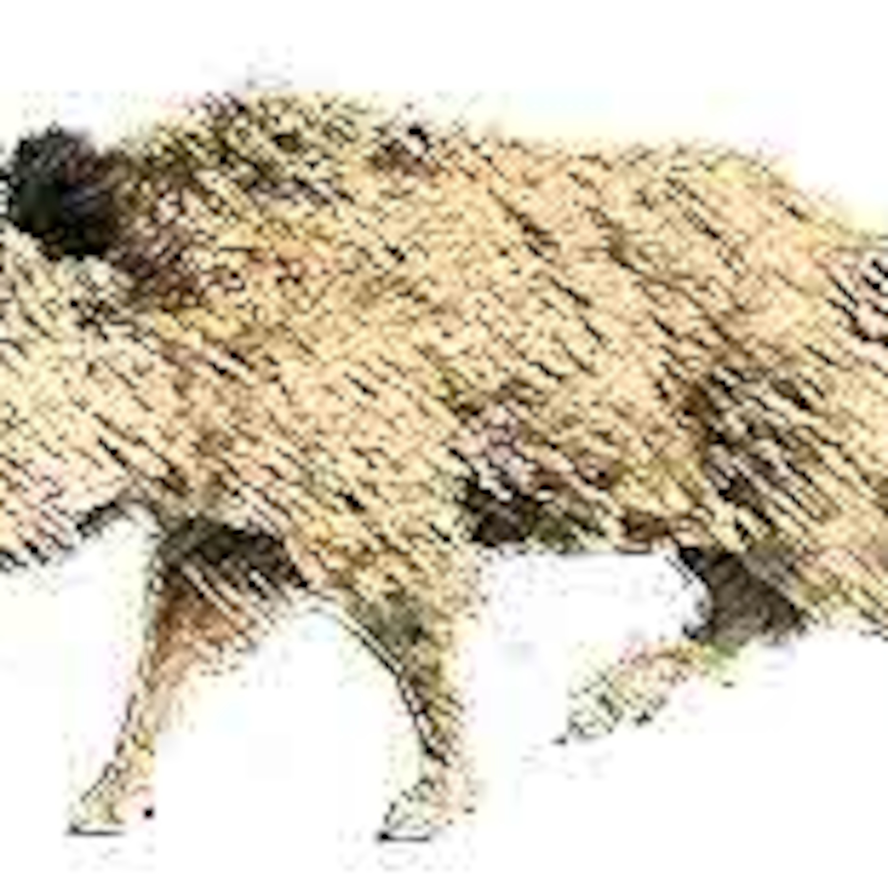 A pig on the road (52) episode artwork